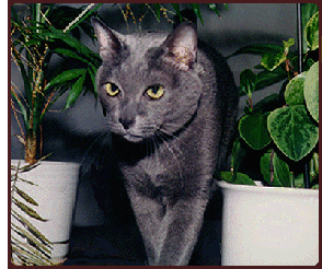 Thai Chat and Plants